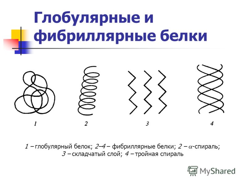 Глобулярные белки. Структура белка фибриллярные белки. Глобулярная и фибриллярная структура белков. Фибриллярные белки третичная структура. Фибриллярная структура белка.