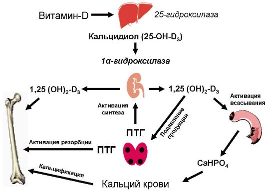 Схема витамина д